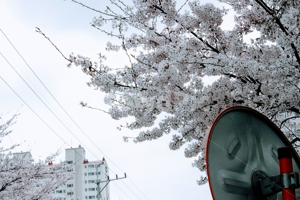 벚꽃,봄,풍성함,눈꽃,벛꽃과하늘,봄,계절,spring,season,plant,식물