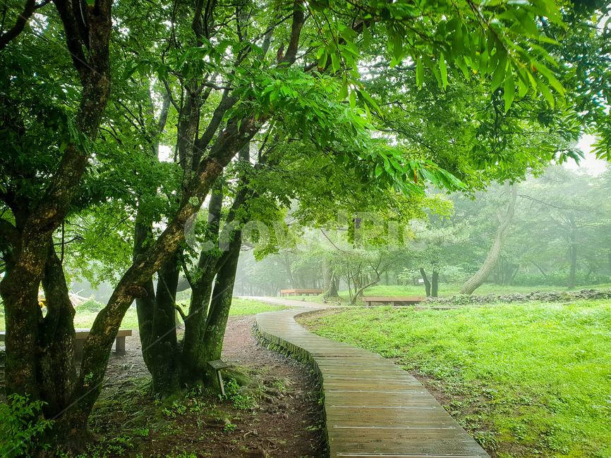 숲,나무,안개,산책,자연,자연,풍경,nature,landscape,식물,plants,나무,trees,wood,휴식,힐링,rest,relaxation,healing,tree,plant,tree trunk,나무 줄기