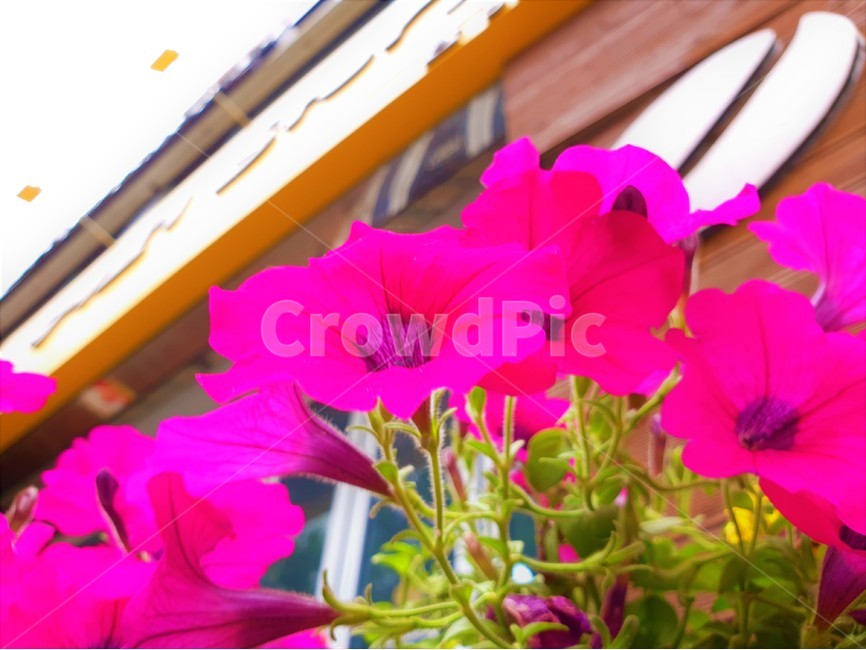 꽃,식물,자연,flower,plant,nature,식물,자연,plants,nature,꽃,flower