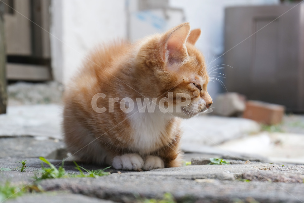 포유류,고양이,동물,냥이,길고양이,길냥이,cat,animal,mammalia,mammal,동물,animal,포유류,mammal,고양이,cat,kitten,kitty