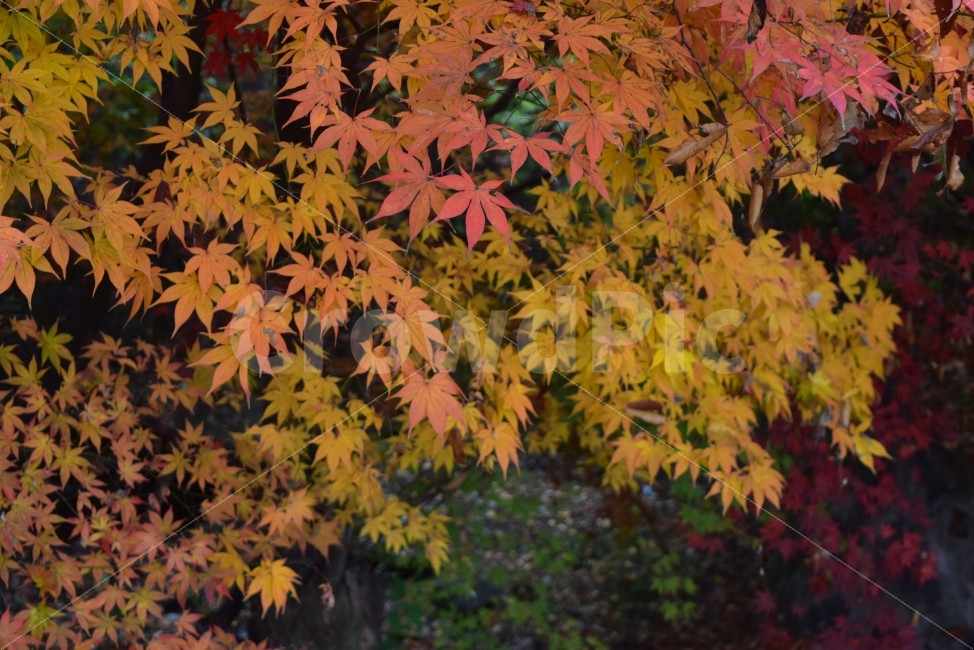 인천대공원,가을,단풍,자연,풍경,비경,붉은단풍,나무,스포츠,산책,nature,느낌,아름다운,다큐,필,계절,디자인,힐링,단풍잎,오색,칼라풀,뷰티플,단풍터널,단풍숲,그림같은,감성,절경,가을색,사람,가을,계절,fall,autumn,season,식물,자연,plants,nature,leaf,잎,plant,tree,maple