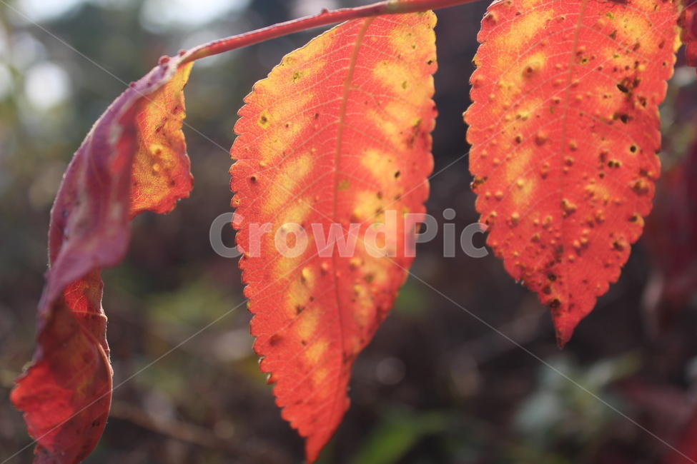 잎,단풍,leaf,maple,plant,가을,계절,fall,autumn,season