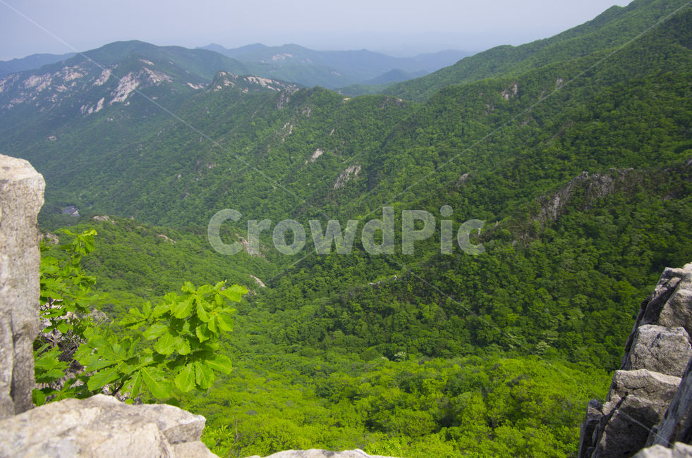 등산,계룡산,여름,숲,나무,scene,view,feeling,emotion,nature,landscape,season,풍경,감정,감성,자연,계절,뷰티,풍경사진,감성사진,정취