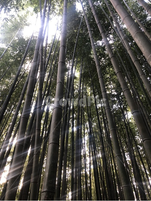 대나무,숲,나무,대나무숲,빛,tree,green,forest,자연,풍경,nature,landscape,plant,식물