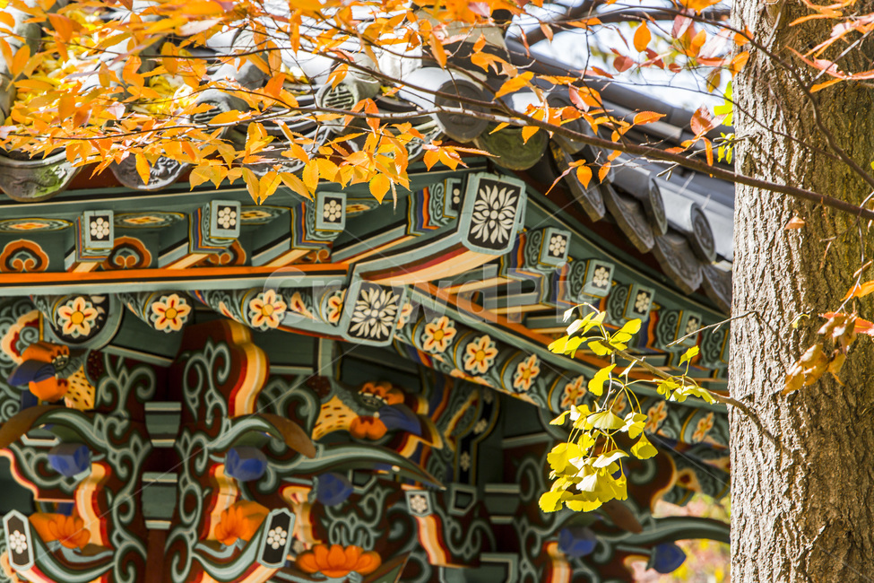단청,문양,단풍,전통,무늬,가을,계절,fall,autumn,season,한국전통,한국문화,korean traditional,korean culture,건축물,건물외관,exterior,building,structure,architecture,construction