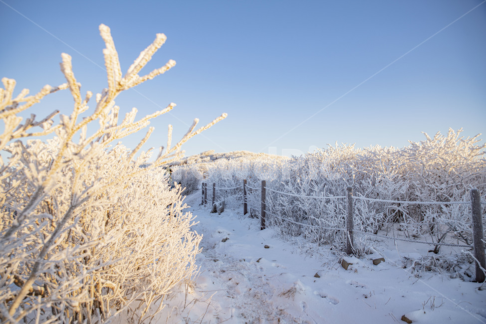 설산,태백산,겨울산,겨울,상고대,풍경,산,겨울풍경,눈꽃,nature,자연,겨울,계절,winter,season,자연,풍경,nature,landscape