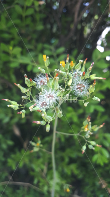 꽃,꽃가루,홀씨,들꽃,야생화,자연,식물,근접,클로즈업,접사,꽃봉오리,flowers,bud,blossom,plants,nature,closeup,wildflowers,pollen,spore