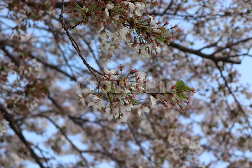 벚꽃,4월,봄,하늘,맑음,sky,flower,꽃내음,봄,계절,spring,season,식물,자연,plants,nature,꽃,flower,plant,blossom