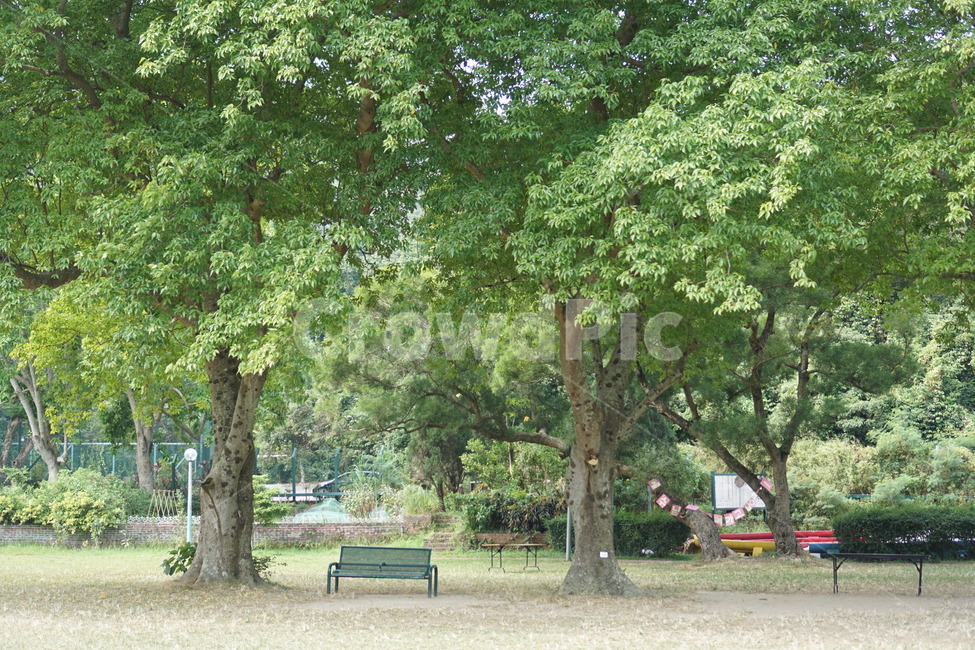 나무,벤치,여름,공원,정원,시원,녹음,푸르름,초록,초록이,식물,tree,bench,garden,nature,outdoor,야외,green