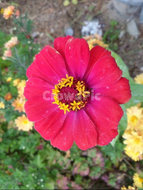 식물,plant,flower,꽃,자연,꽃잎,식물,자연,plants,nature,꽃,flower