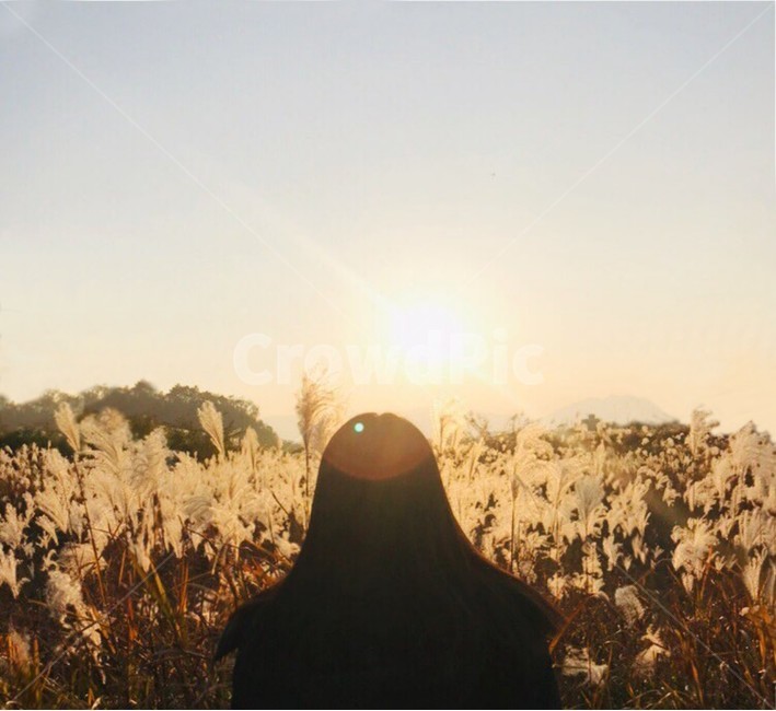 가을,역광,인물,뒷모습,갈대,해,햇살,하늘,여자,뒷태,sky,fall,reed,가을,계절,fall,autumn,season,사람,인물,인간,human,person,여성,여자,woman,female,lady,여행,휴가,traveling,vacation,trip,감성,sensible,feeling,고독함,외로움,쓸쓸함,우울함,슬픔,lonely,solitary,grass,잔디,plant,식물,light,빛,flare,플레어