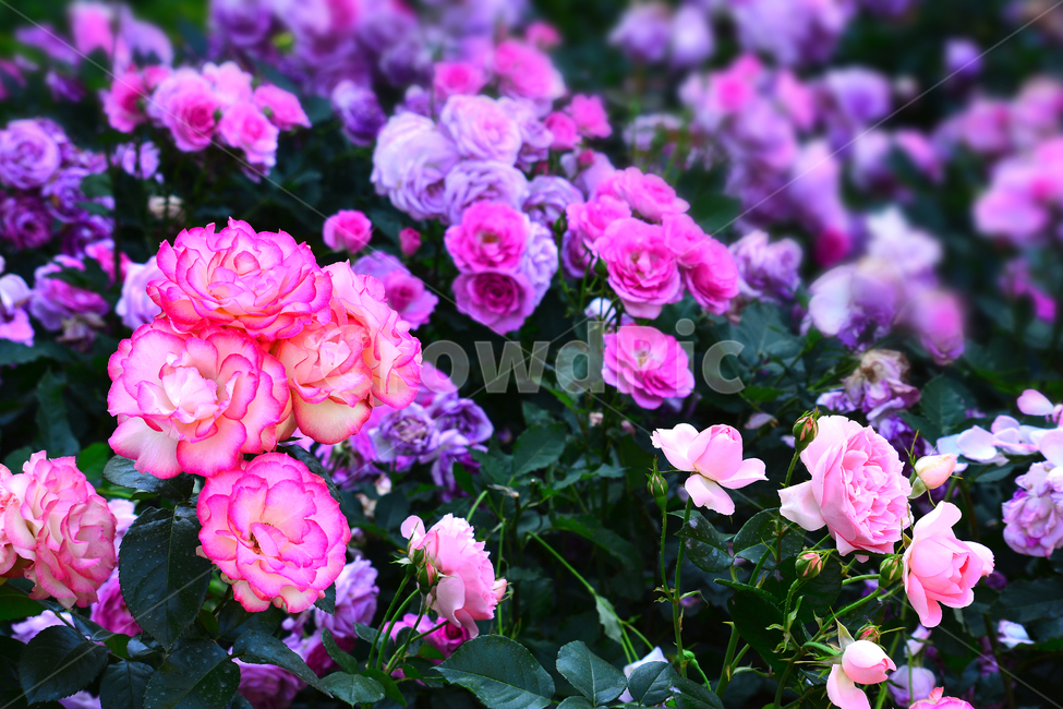 장미,장미꽃,로즈,꽃,아름다움,예쁜,플라워,데코레이션,꽃송이,꽃잎,feeling,rose,flowers,5월,계절의여왕,가시,가든,정원,앞뜰,장미원,장미축제,BEAUTIFUL,plant,garden,핑크색장미,분홍장미,pink,꽃밭,수많은,식물,자연,plants,nature,꽃,flower,색깔,색상,색채,색감,color sense,color sensitivity,feeling of color