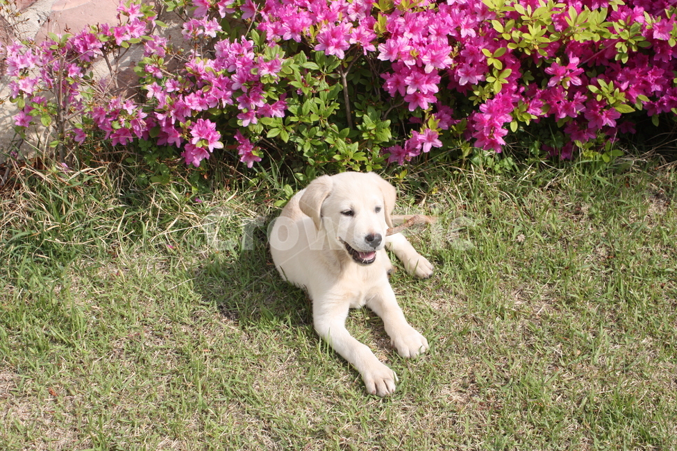 강아지,귀요미,멍뭉이,리트리버,애완견,댕댕이,pet,dog,귀여운,동물,animal,포유류,mammal,개,강아지,dog,doggy