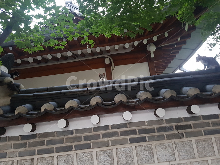 roof,지붕,기와,고양이,세마리,cat,동물,animal,포유류,mammal,고양이,cat,kitten,kitty
