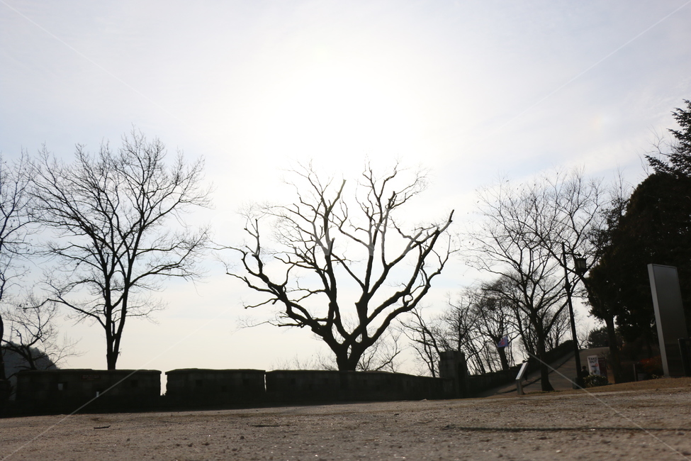 역광,나무,겨울나무,공포,느티나무,자연,풍경,nature,landscape,tree,plant,식물