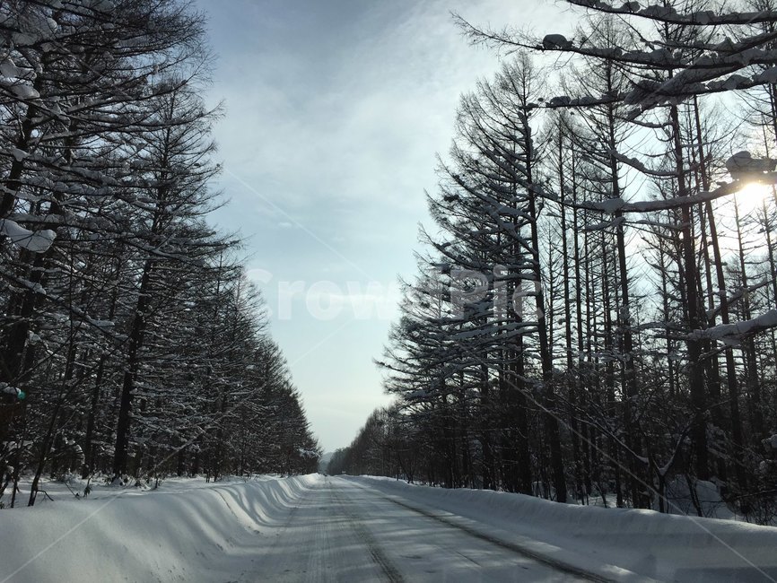 tree,나무,plant,전나무,fir,nature,outdoors,눈snow,sky