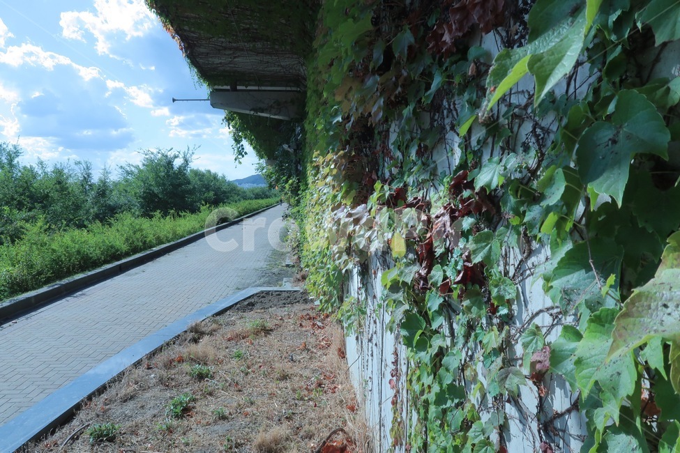 풍경,하늘,맑음,자연,산책,공원,길,식물,식물,자연,plants,nature