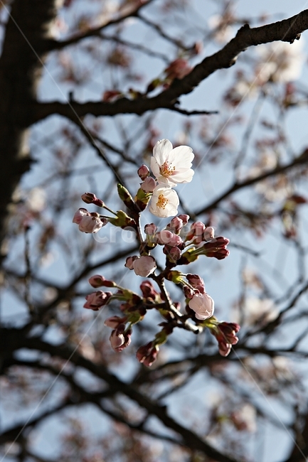 벗꽃,벗나무,꽃,봄꽃,벗꽃잎,꽃잎,식물,자연,공원,식물,자연,plants,nature,꽃,flower