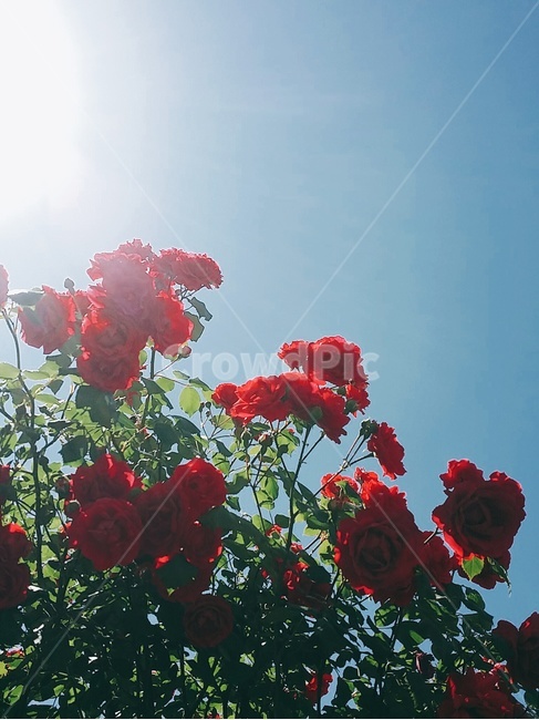 장미,하늘,장미꽃,rose,sky