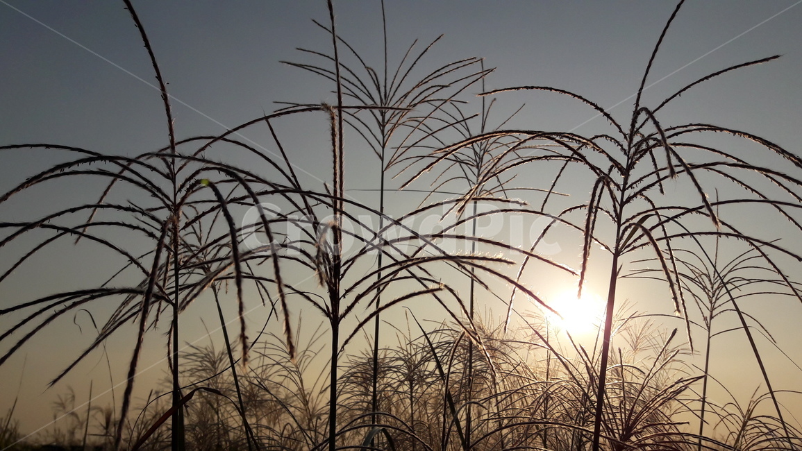가을,갈대,하늘,붉은,저녁놀,가을,계절,fall,autumn,season,식물,자연,plants,nature,grass,잔디,plant,lawn