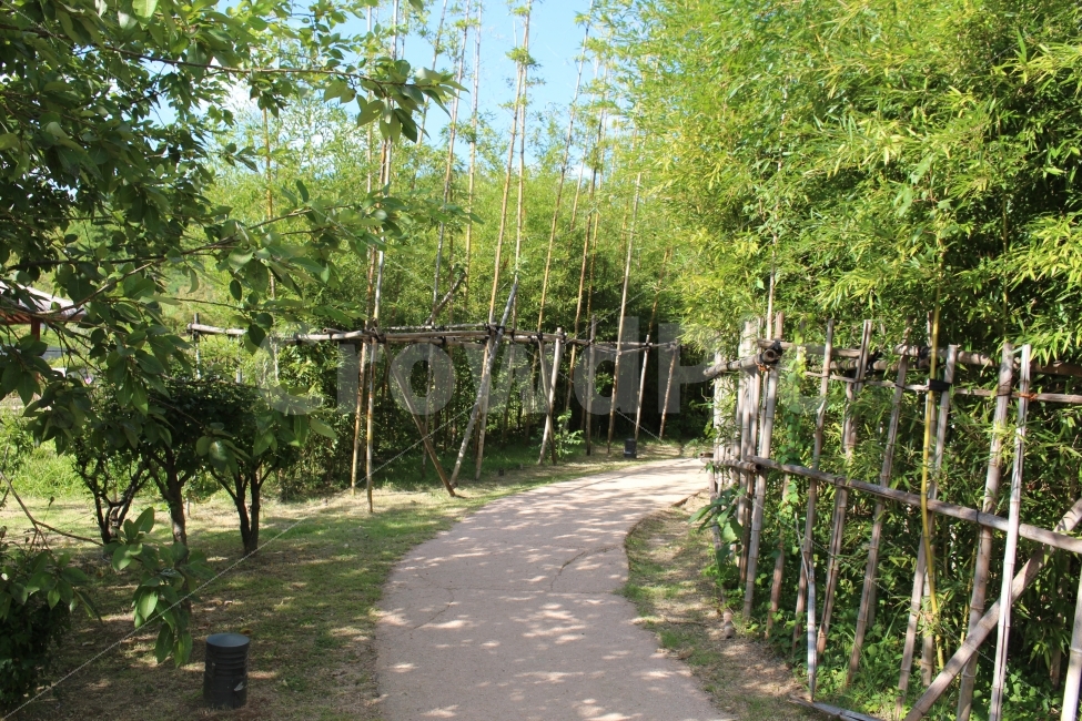북서울꿈의숲,대나무,산책,휴식,공원,자연,풍경,nature,landscape,outdoors,옥외,garden,정원,arbour,정자