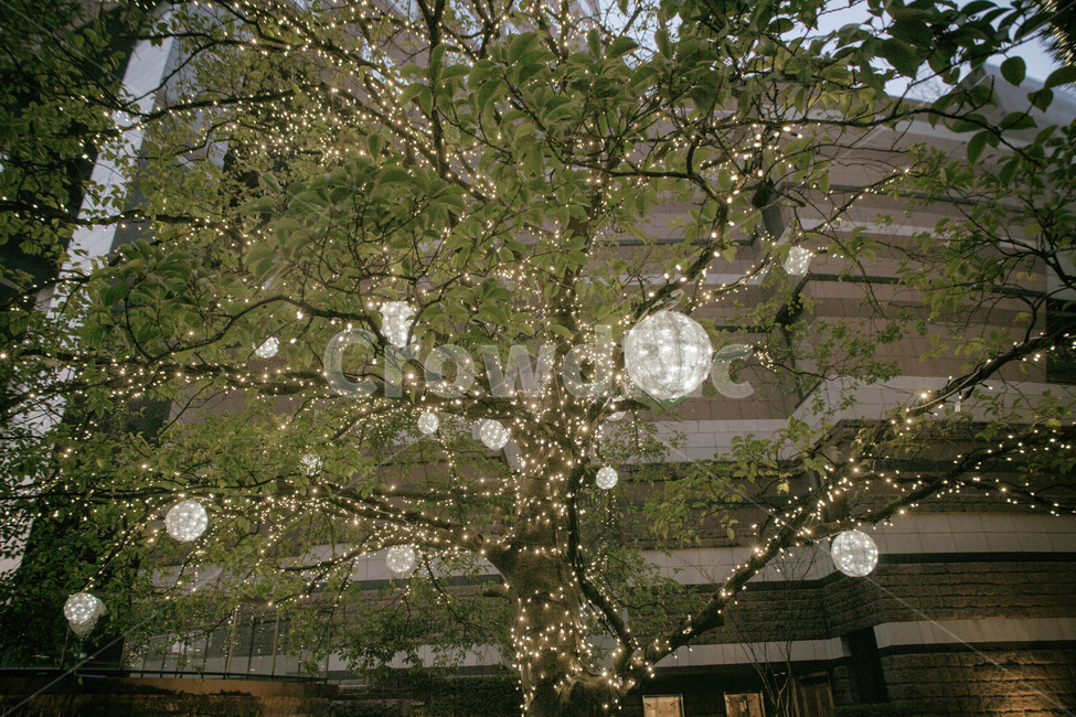 빛,나무,전등,장식,정물,도시,도심,light,tree,led,lamp,decoration,stationaryobject,stillobject,city,urban,겨울,계절,winter,season,식물,자연,plants,nature,나무,trees,wood,축제,행사,festival,carnival,event,메리크리스마스,성탄절,merry christmas