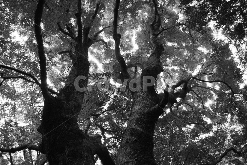 나무,가지,고목,흑백사진,나무줄기,식물,tree