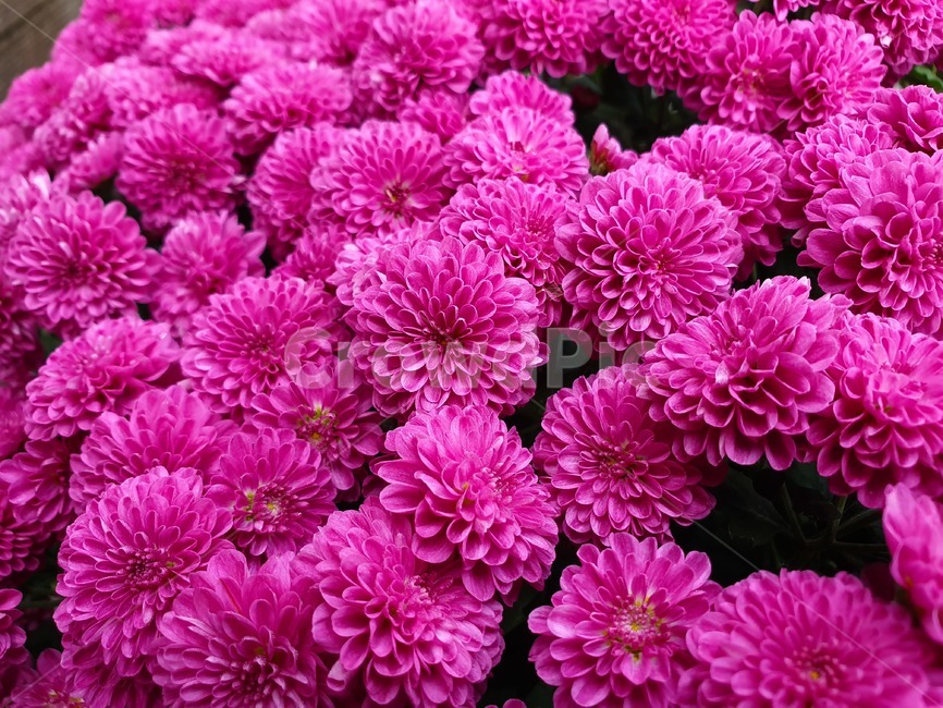 flower,꽃,plant,식물,blossom,달리아,dahlia,국화,가을,식물,자연,plants,nature,꽃,flower
