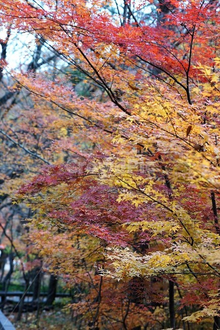 가을,나무,단풍,낙엽,season,autumn,fall,자연,계절,풍경,감성,서정,가을,계절,fall,autumn,season,자연,풍경,nature,landscape,tree,plant,식물,maple