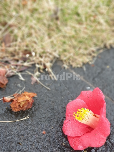 plant,식물,동배꽃,겨울꽃,동백