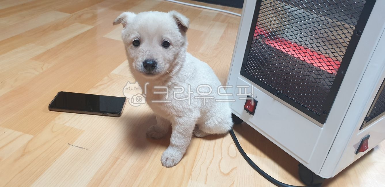 시고르자브종,시골잡종,시골개,시골강아지,강아지,귀여운강아지,새끼개,새끼강아지,아기개,똥개,잡종,시골똥개
