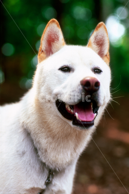 필름,필름사진,필름느낌,필름감성,백구,멍멍이,개,땡칠이,순둥이,반려동물,애완동물,펫,진돗개,진도개,해맑음,즐거움,기쁨,신남,설레임,기대,힐링,dog,pet,animal,mammal,동물,animal,포유류,mammal,개,강아지,dog,doggy