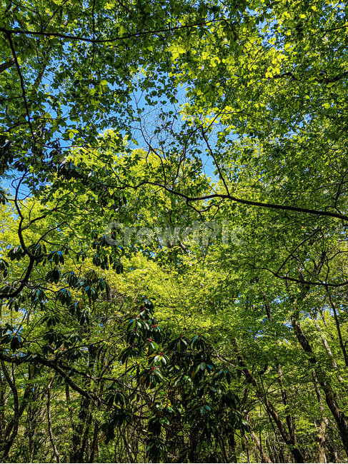 자연,힐링,감성,휴식,맑음,푸른,초록,nature,emotion,식물,plant,잎,leaf,나뭇잎,rest,blue,green,sunny,나무,tree,숲길,forest,healing