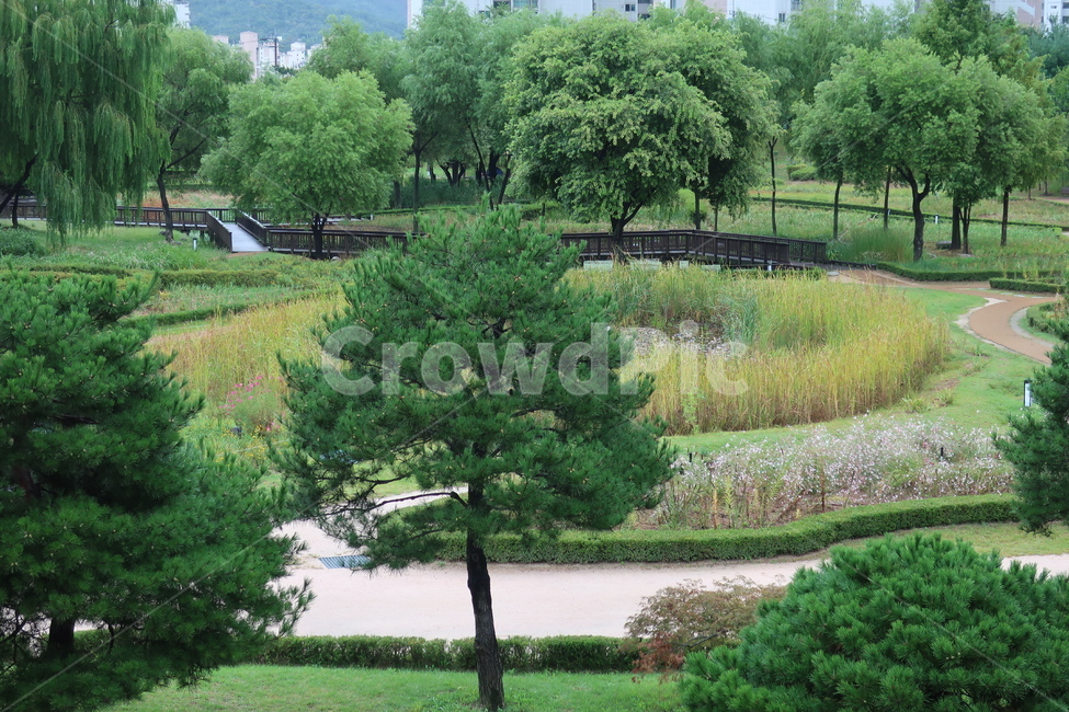 서울,창포원,식물원,도시,공원,습지,조성,숲,산책,산책로,자연,풍경,nature,landscape,tree,나무,plant,식물,fir,전나무