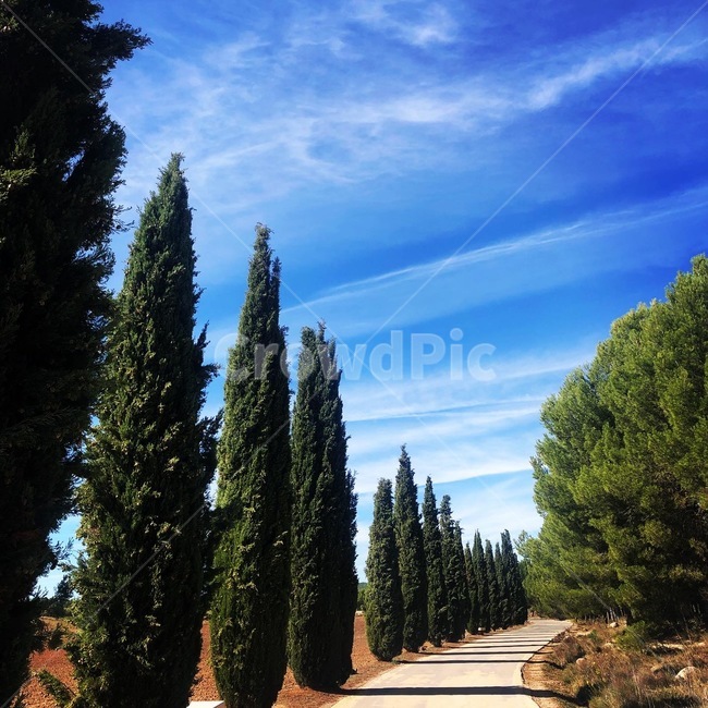 나무,tree,길,road,순례길,plant,자연,풍경,nature,landscape