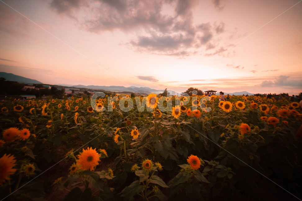 해바라기,일몰,꽃,여름꽃,노을,식물,자연,plants,nature,꽃,flower