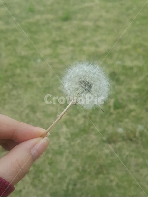 민들레홀씨,민들레,plant,식물,flower,꽃,자연,nature,봄날,배경,바탕,노란색,화단,봄이미지,계절,season,dandelion,사람,야외