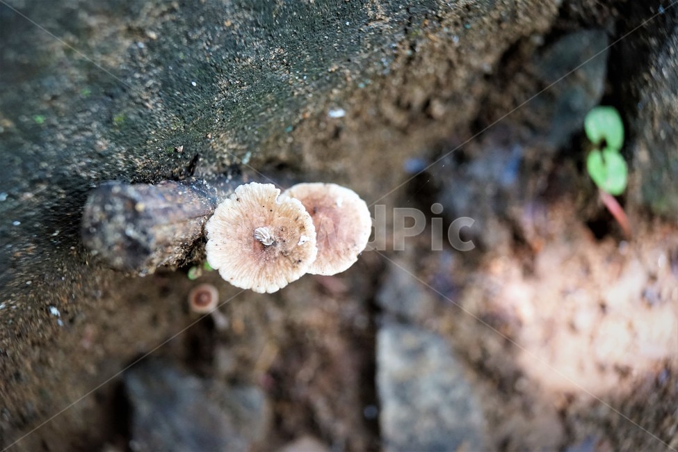 버섯,mashroom,nature,umbrella,우산,자연,버섯,mushroom