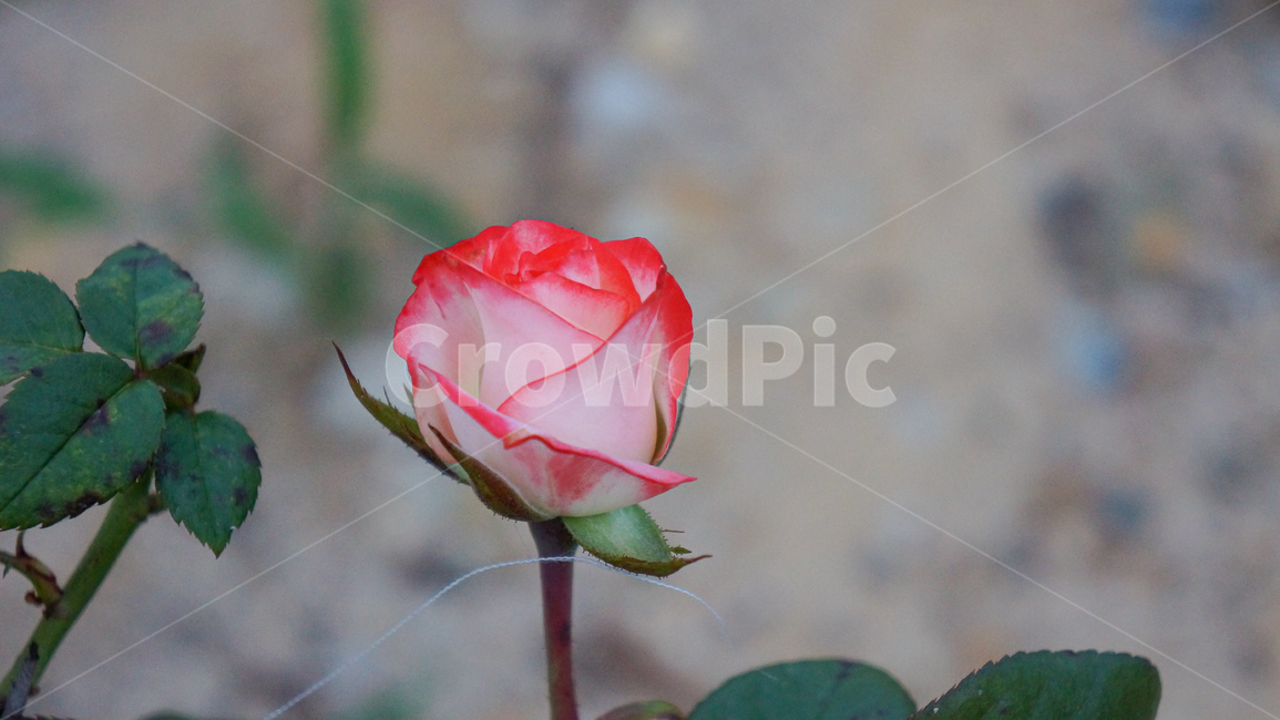 plant,식물,rose,장미,flower,blossom,꽃