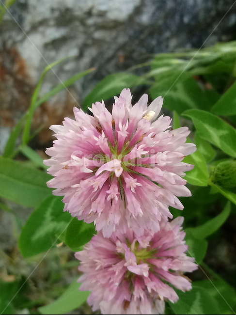 붉은토끼풀,홍삼엽,레드클로버,콩과,redclover,다년생초본,홍차축초,홍조초,홍화목숙