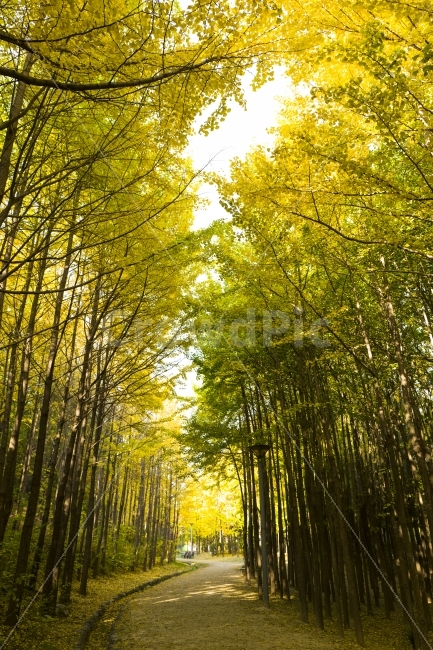 은행나무,은행나무숩,단풍,가을,길,힐링,가을,계절,fall,autumn,season,자연,풍경,nature,landscape,한국자연풍경,한국자연경관,korea nature landscape,식물,plants,나무,trees,wood,plant