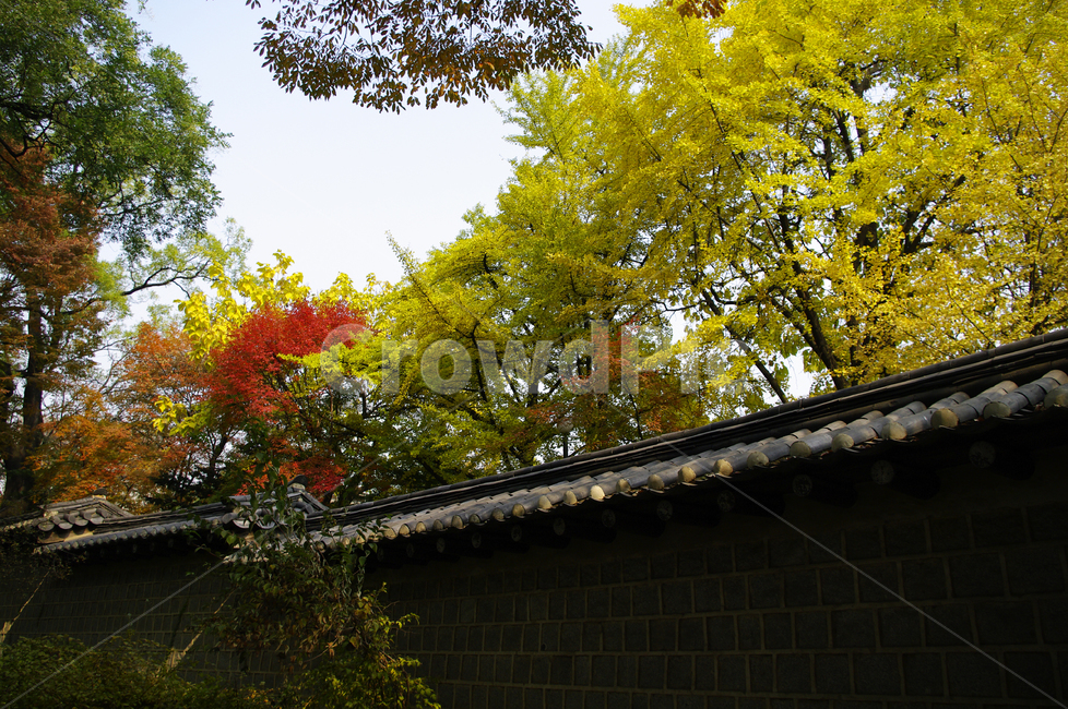 가을,단풍,나무,식물,plant,자연,nature,전통,기와지붕,가을,계절,fall,autumn,season,한국전통,한국문화,korean traditional,korean culture,건축물,건물외관,exterior,building,structure,architecture,construction,leaf,잎,tree