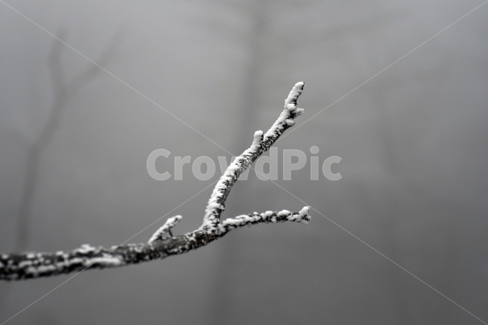 눈,풍경,겨울,눈꽃,상고대,바람,서리,추위,산,나무,겨울,계절,winter,season,식물,자연,plants,nature