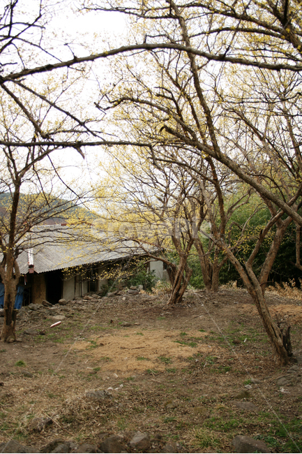 산수유,봄풍경,봄날,봄,꽃,한국,감성,flower,spring,노란색,봄,계절,spring,season,식물,자연,plants,nature,꽃,flower,나무,trees,wood,outdoors,옥외,building,건물
