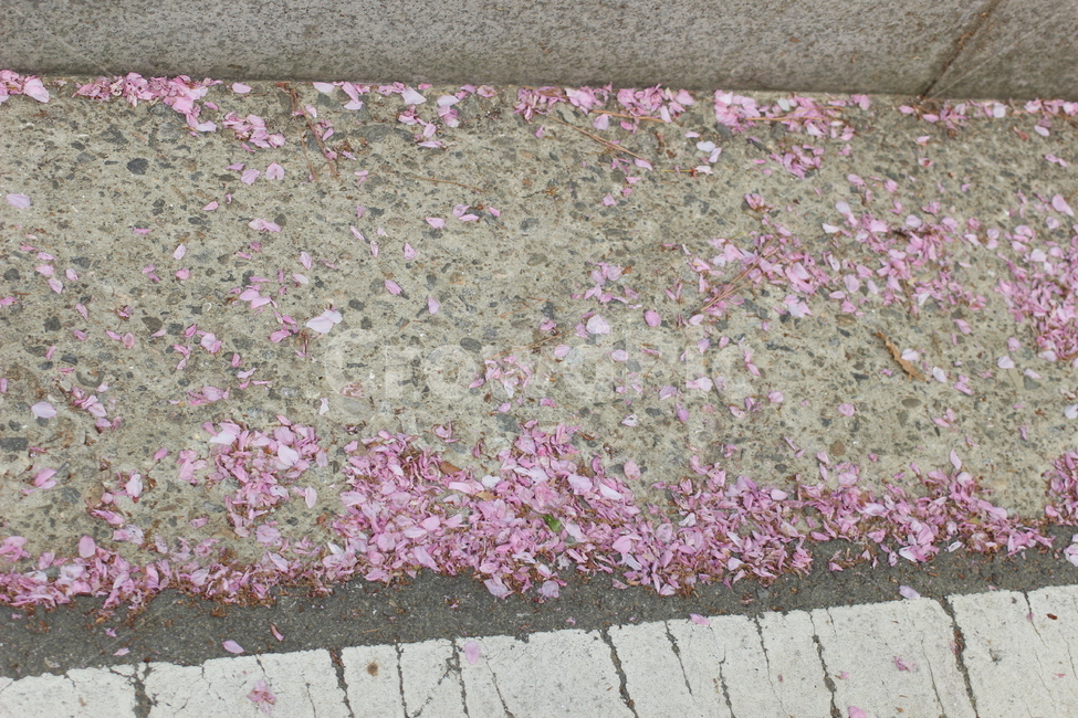 꽃,벚꽃,겹벚꽃,접사,도로,봄,계절,spring,season,꽃,flower