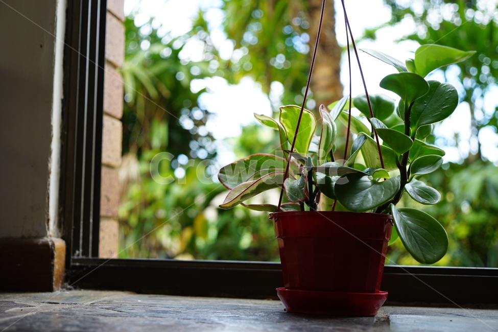 화분,나무,나뭇잎,창가,정원,빨강,문틈,집,식물,자연,plants,nature,실내용화초,화분,화초,house plant,인테리어,실내디자인,interior design