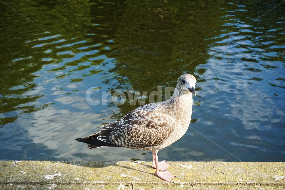 갈매기,animal,동물,bird,새,water,물,강가,호수,바다,연못,물가