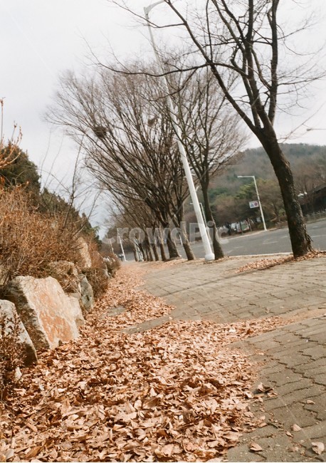 낙엽,길거리,나무,겨울나무,일상,시골,추억,가을,계절,fall,autumn,season,자연,풍경,nature,landscape,walkway,보도,path,통로,ground,바닥