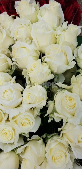 흰장미,예쁜꽃,우화한꽃,매력적인꽃,다발꽃,꽃,flower