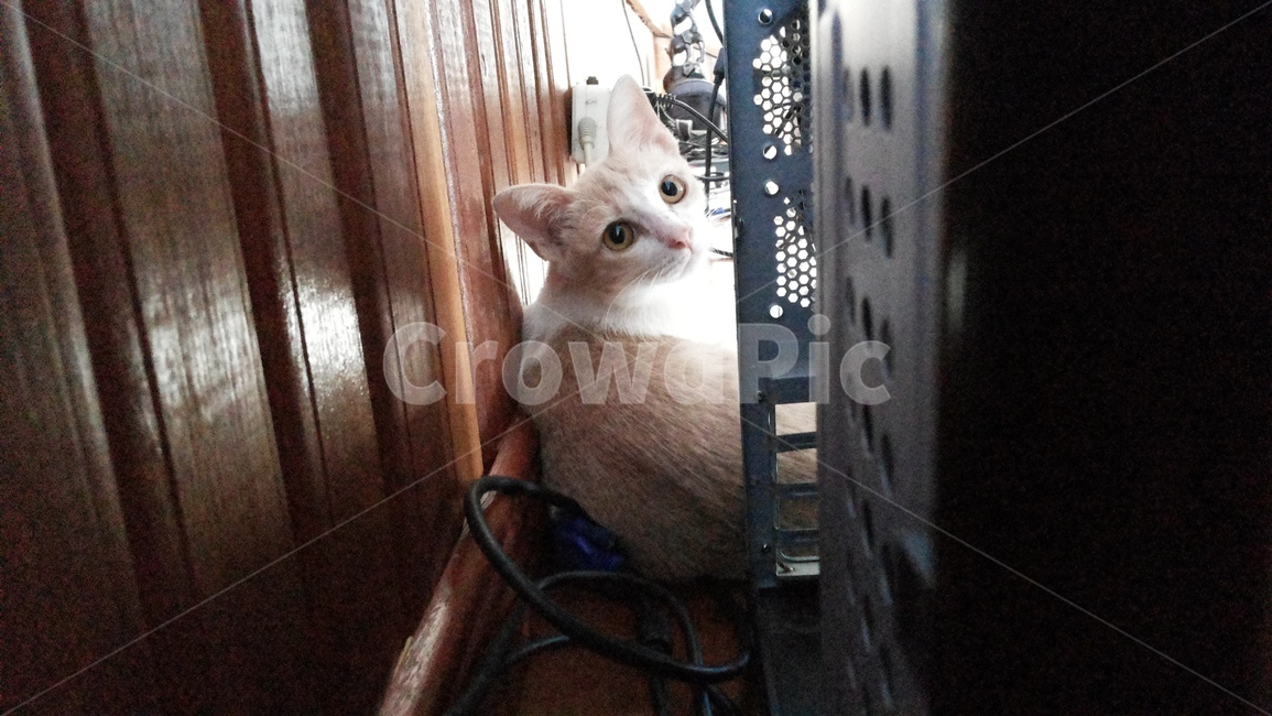 고양이,아기고양이,동물,cat,kitten